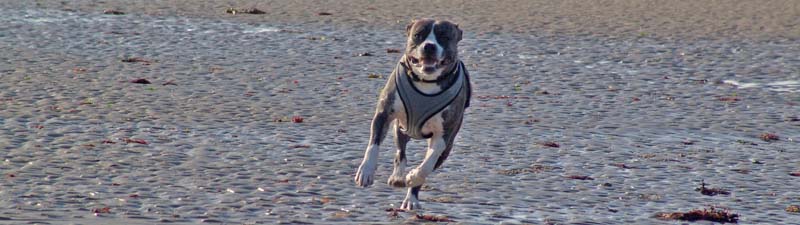 SEA-N-DOGS